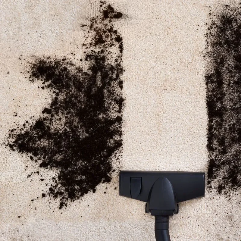 AreaRugDryStain | The Design House